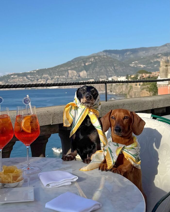 This Page Shared 90 Adorable Dachshund Photos That Are Guaranteed To Make You Smile