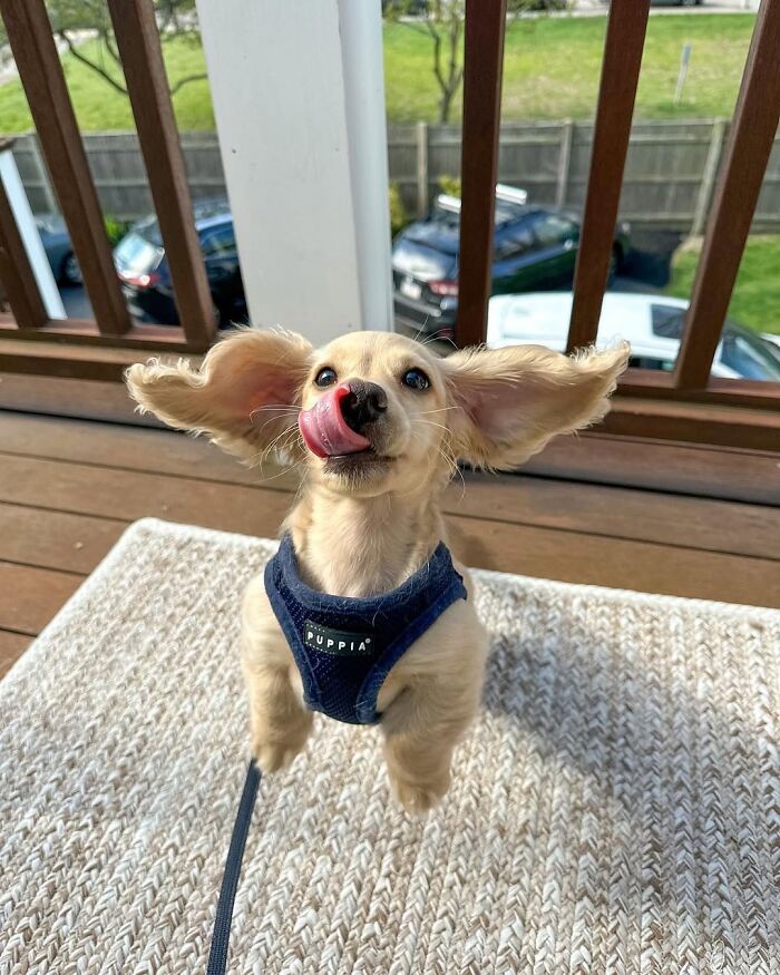 This Page Shared 90 Adorable Dachshund Photos That Are Guaranteed To Make You Smile