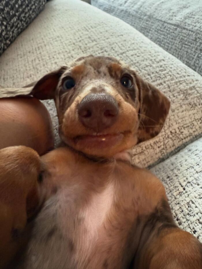 This Page Shared 90 Adorable Dachshund Photos That Are Guaranteed To Make You Smile