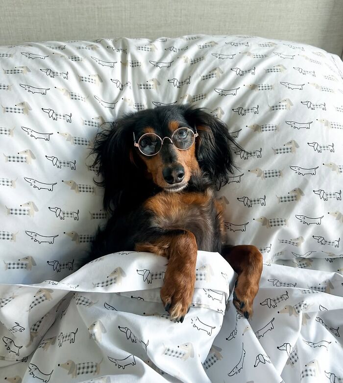 This Page Shared 90 Adorable Dachshund Photos That Are Guaranteed To Make You Smile