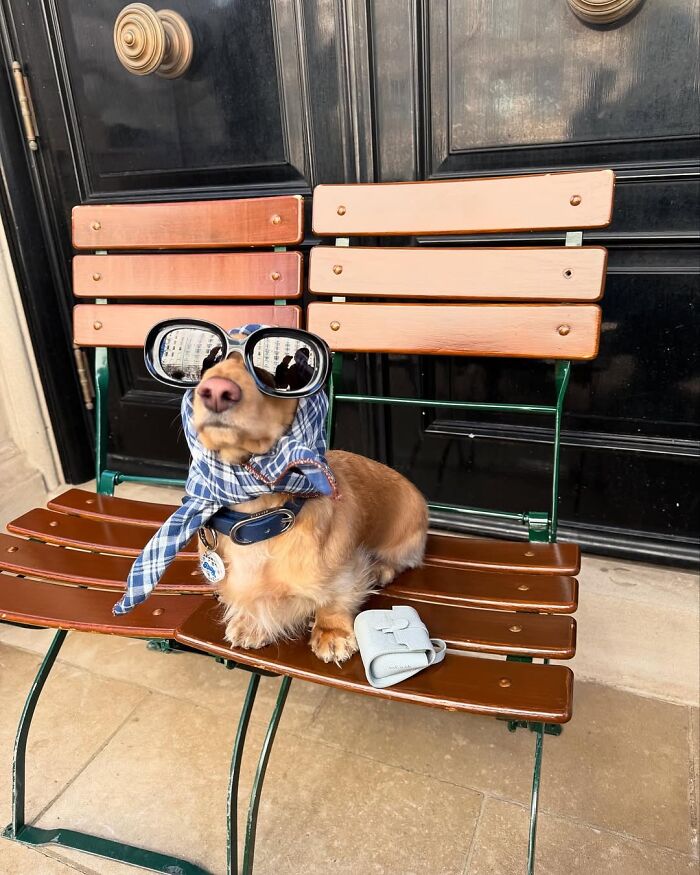 This Page Shared 90 Adorable Dachshund Photos That Are Guaranteed To Make You Smile