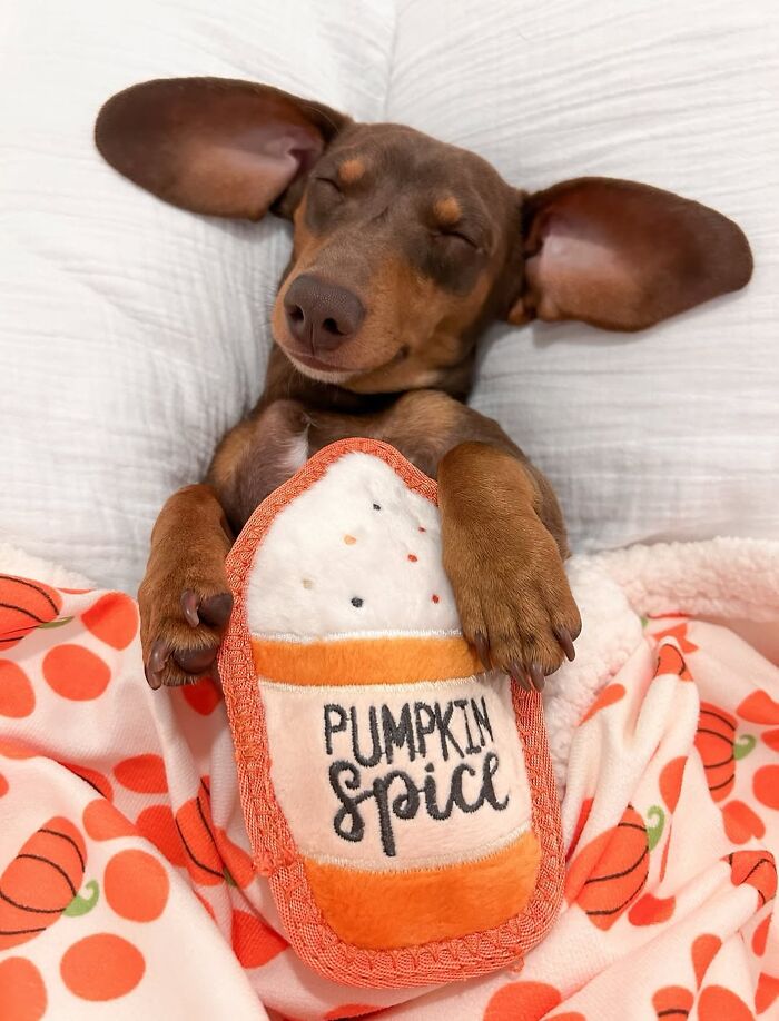 This Page Shared 90 Adorable Dachshund Photos That Are Guaranteed To Make You Smile