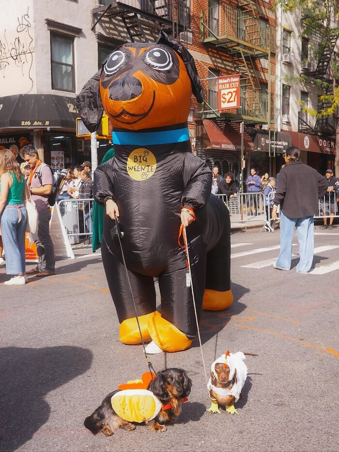 This Page Shared 90 Adorable Dachshund Photos That Are Guaranteed To Make You Smile