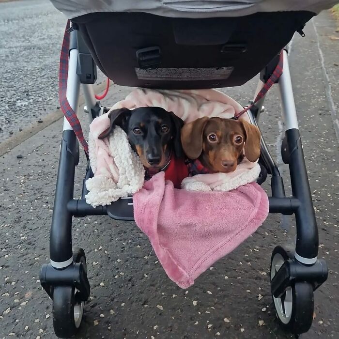 This Page Shared 90 Adorable Dachshund Photos That Are Guaranteed To Make You Smile