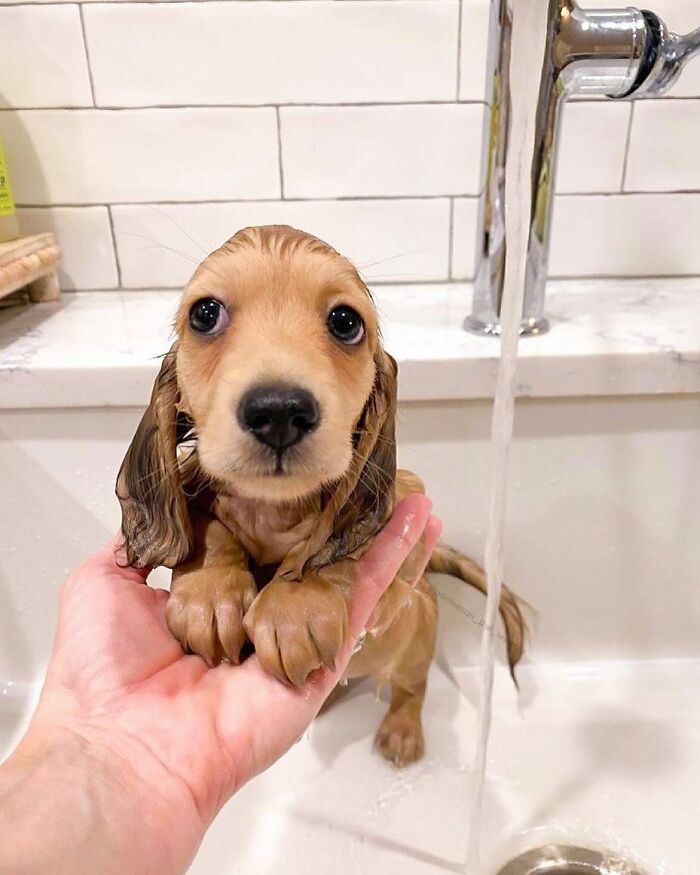 This Page Shared 90 Adorable Dachshund Photos That Are Guaranteed To Make You Smile