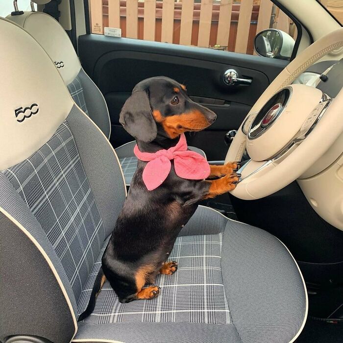 This Page Shared 90 Adorable Dachshund Photos That Are Guaranteed To Make You Smile