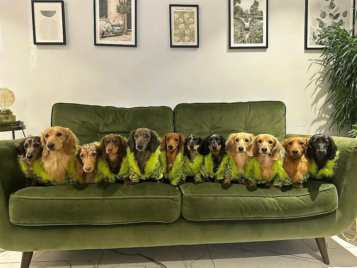 This Page Shared 90 Adorable Dachshund Photos That Are Guaranteed To Make You Smile