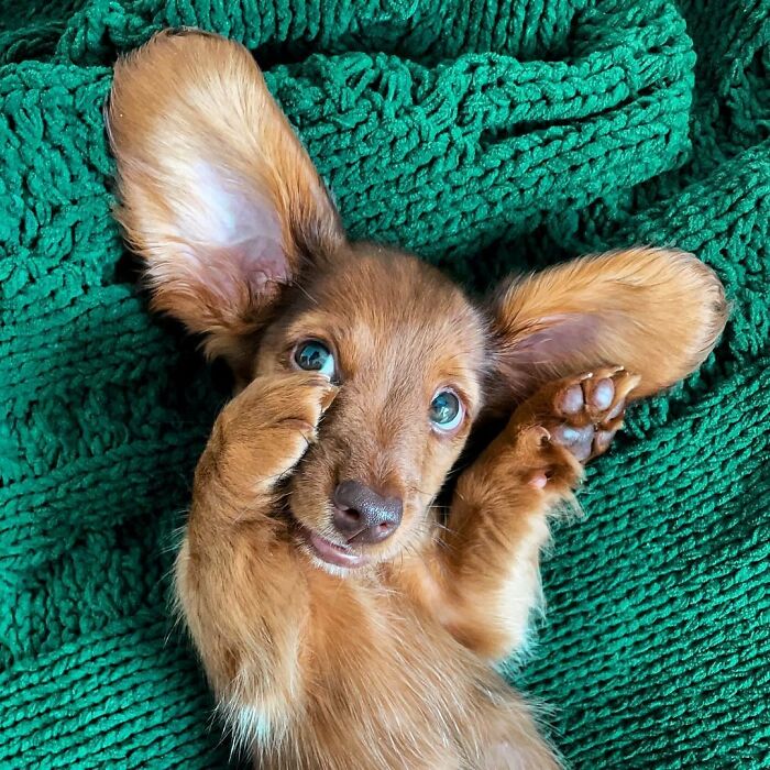 This Page Shared 90 Adorable Dachshund Photos That Are Guaranteed To Make You Smile