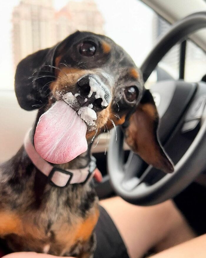This Page Shared 90 Adorable Dachshund Photos That Are Guaranteed To Make You Smile