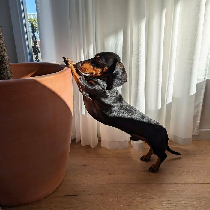 This Page Shared 90 Adorable Dachshund Photos That Are Guaranteed To Make You Smile