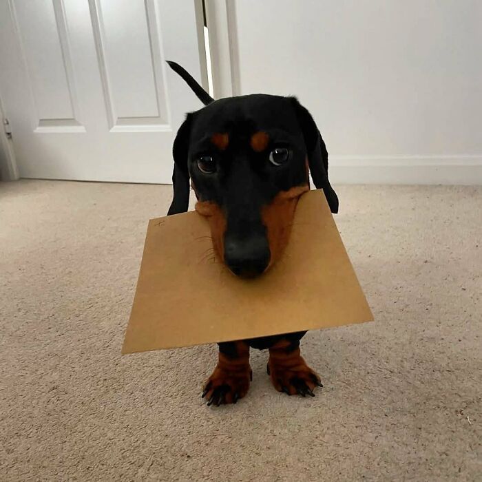 This Page Shared 90 Adorable Dachshund Photos That Are Guaranteed To Make You Smile