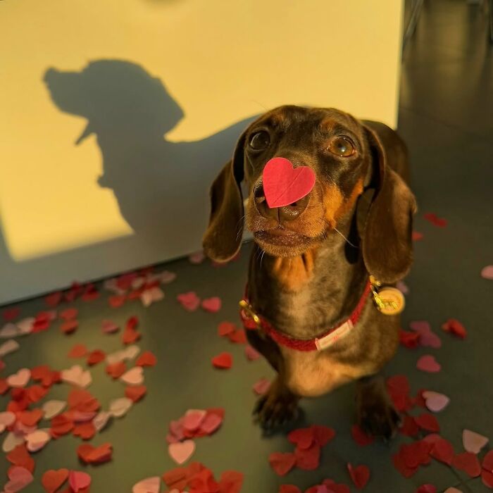 This Page Shared 90 Adorable Dachshund Photos That Are Guaranteed To Make You Smile