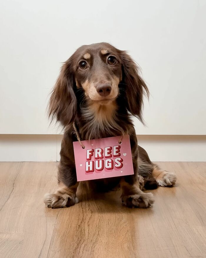 This Page Shared 90 Adorable Dachshund Photos That Are Guaranteed To Make You Smile