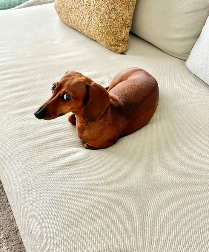 This Page Shared 90 Adorable Dachshund Photos That Are Guaranteed To Make You Smile
