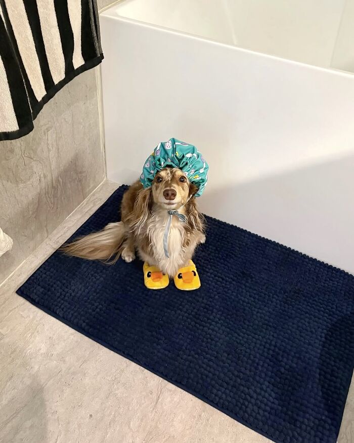 This Page Shared 90 Adorable Dachshund Photos That Are Guaranteed To Make You Smile