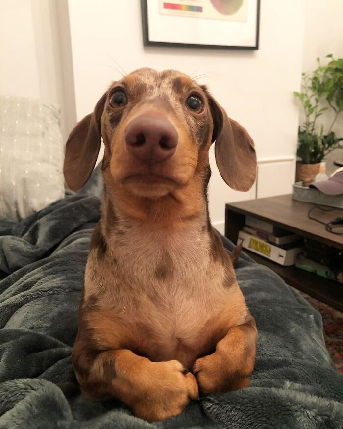 This Page Shared 90 Adorable Dachshund Photos That Are Guaranteed To Make You Smile