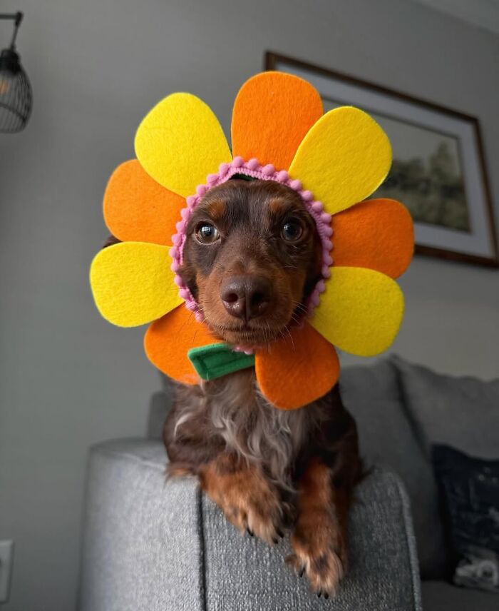 This Page Shared 90 Adorable Dachshund Photos That Are Guaranteed To Make You Smile
