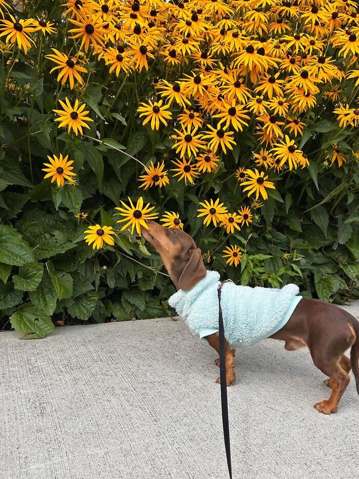 This Page Shared 90 Adorable Dachshund Photos That Are Guaranteed To Make You Smile