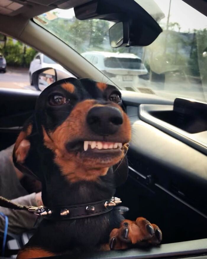 This Page Shared 90 Adorable Dachshund Photos That Are Guaranteed To Make You Smile