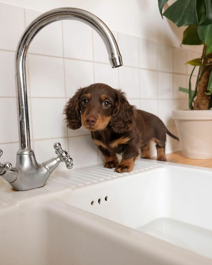 This Page Shared 90 Adorable Dachshund Photos That Are Guaranteed To Make You Smile