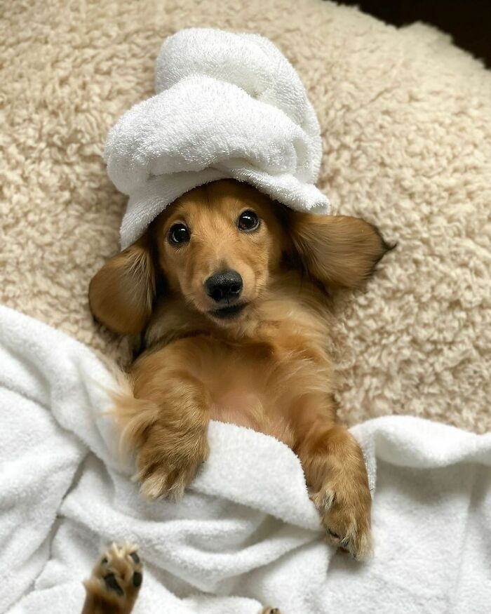 This Page Shared 90 Adorable Dachshund Photos That Are Guaranteed To Make You Smile