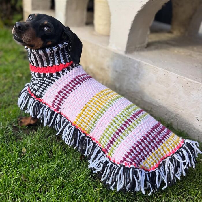 This Page Shared 90 Adorable Dachshund Photos That Are Guaranteed To Make You Smile