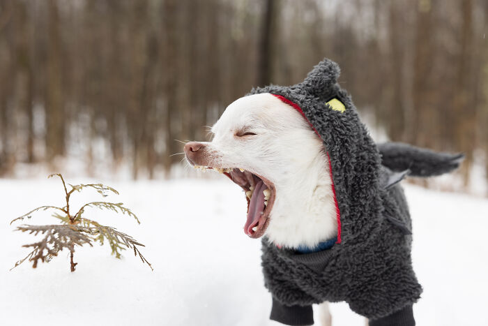30 Images Of My Tiny Chihuahua Surviving Winter And Stealing Hearts