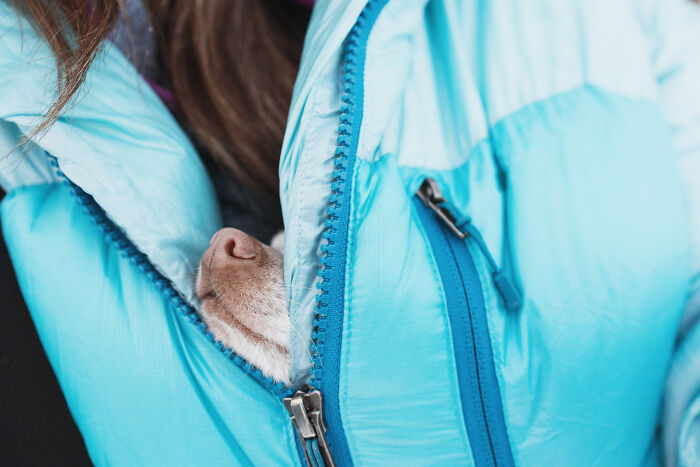 30 Images Of My Tiny Chihuahua Surviving Winter And Stealing Hearts