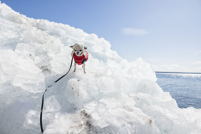 30 Images Of My Tiny Chihuahua Surviving Winter And Stealing Hearts