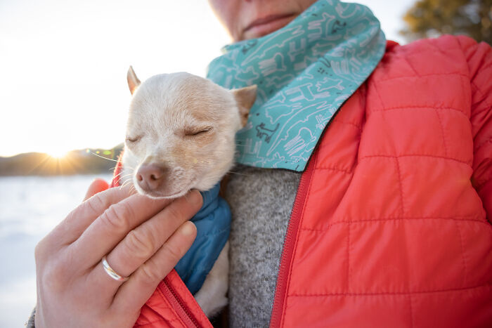 30 Images Of My Tiny Chihuahua Surviving Winter And Stealing Hearts