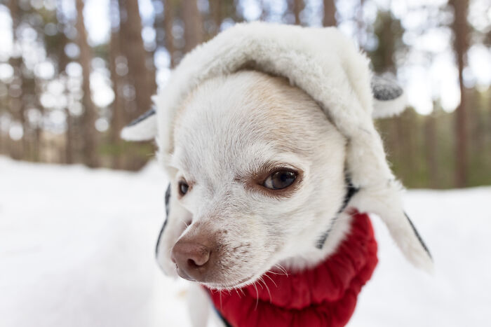 30 Images Of My Tiny Chihuahua Surviving Winter And Stealing Hearts