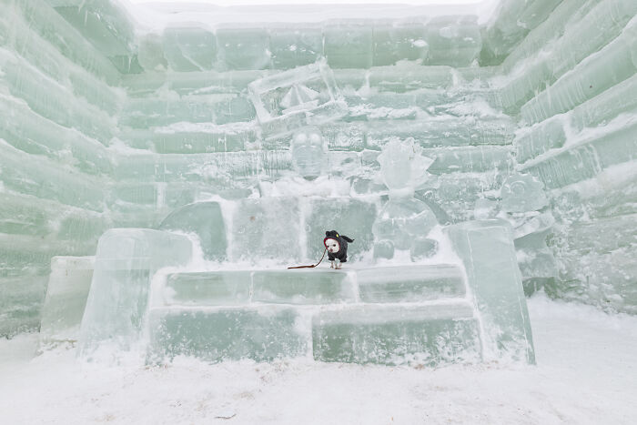 30 Images Of My Tiny Chihuahua Surviving Winter And Stealing Hearts