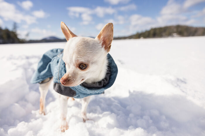 30 Images Of My Tiny Chihuahua Surviving Winter And Stealing Hearts