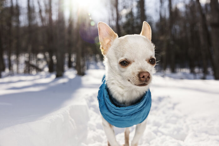 30 Images Of My Tiny Chihuahua Surviving Winter And Stealing Hearts
