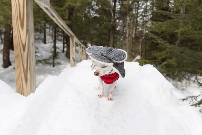 30 Images Of My Tiny Chihuahua Surviving Winter And Stealing Hearts