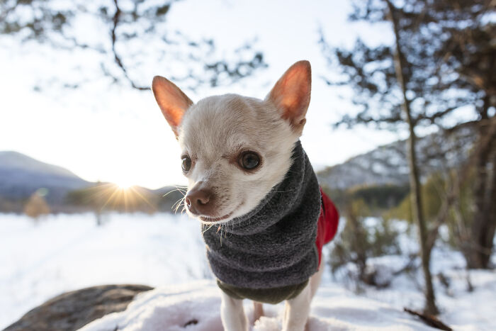 30 Images Of My Tiny Chihuahua Surviving Winter And Stealing Hearts