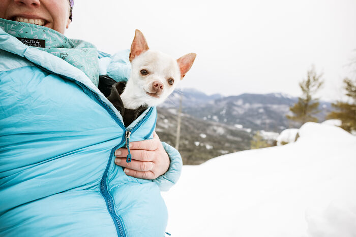 30 Images Of My Tiny Chihuahua Surviving Winter And Stealing Hearts