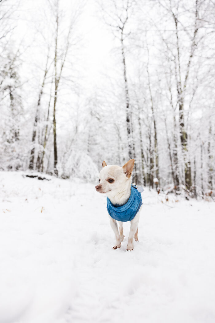 30 Images Of My Tiny Chihuahua Surviving Winter And Stealing Hearts