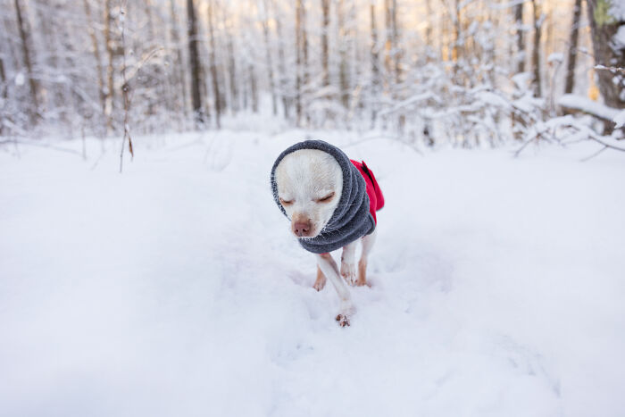 30 Images Of My Tiny Chihuahua Surviving Winter And Stealing Hearts