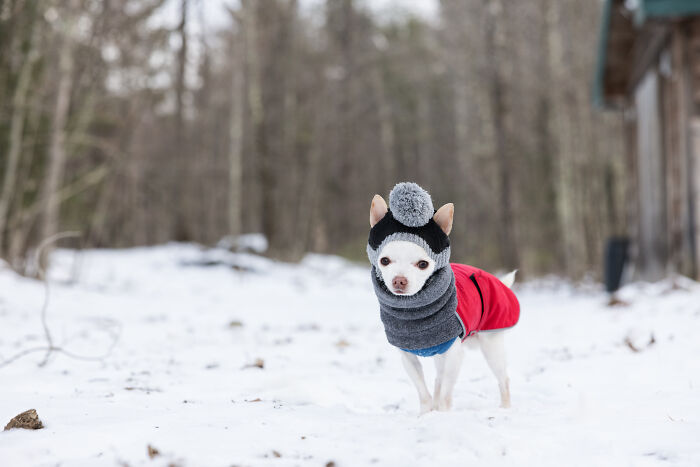 30 Images Of My Tiny Chihuahua Surviving Winter And Stealing Hearts