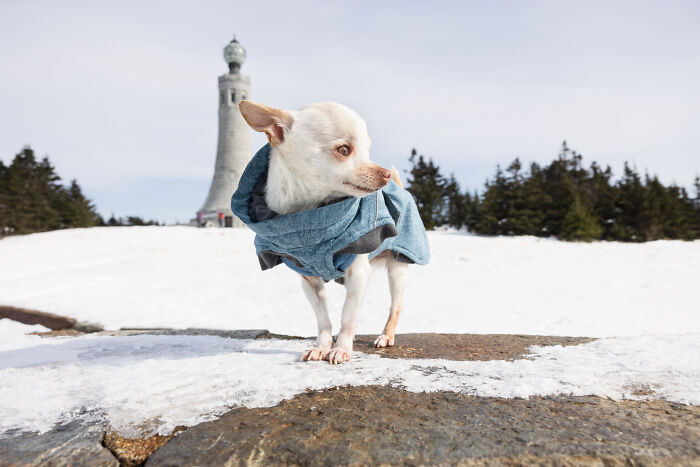 30 Images Of My Tiny Chihuahua Surviving Winter And Stealing Hearts