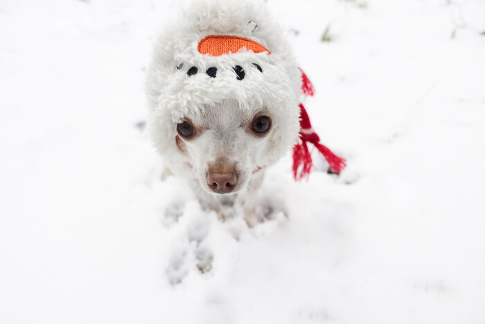 30 Images Of My Tiny Chihuahua Surviving Winter And Stealing Hearts