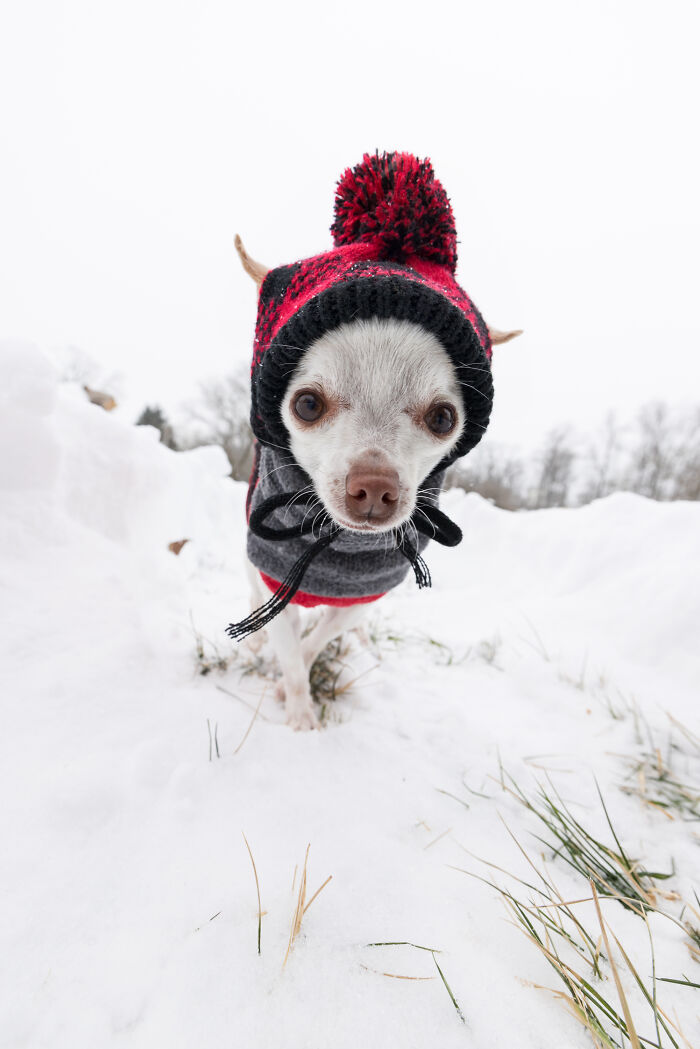 30 Images Of My Tiny Chihuahua Surviving Winter And Stealing Hearts
