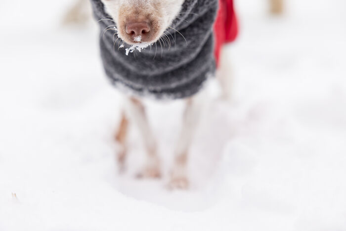 30 Images Of My Tiny Chihuahua Surviving Winter And Stealing Hearts