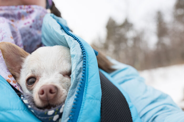30 Images Of My Tiny Chihuahua Surviving Winter And Stealing Hearts