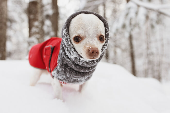 30 Images Of My Tiny Chihuahua Surviving Winter And Stealing Hearts
