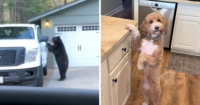 These Animals Genuinely Think They Belong With The Rest Of Us These Animals Genuinely Think They Belong With The Rest Of Us