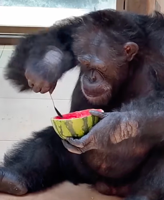 These Animals Genuinely Think They Belong With The Rest Of Us These Animals Genuinely Think They Belong With The Rest Of Us