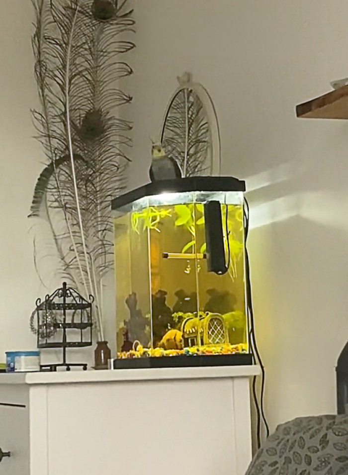 These Animals Genuinely Think They Belong With The Rest Of Us These Animals Genuinely Think They Belong With The Rest Of Us