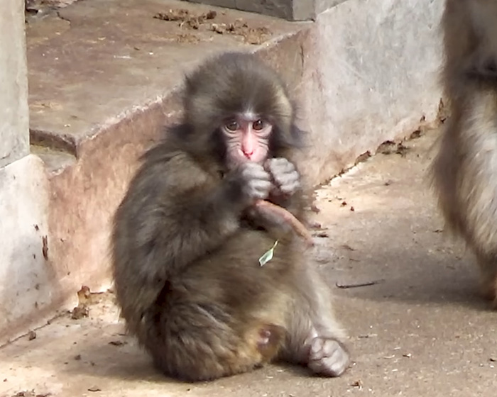 IKEA praised for generous gift to baby monkey Punch who went viral after mom abandoned him